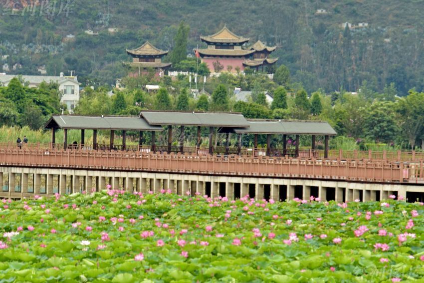 异龙湖国家湿地公园夏季风光(系列)